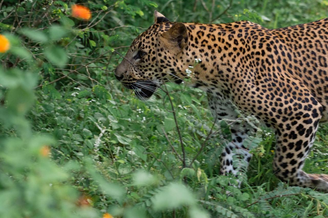 Funky Leopard Safari Lodge Bordering Yala National Park Kataragama Luaran gambar