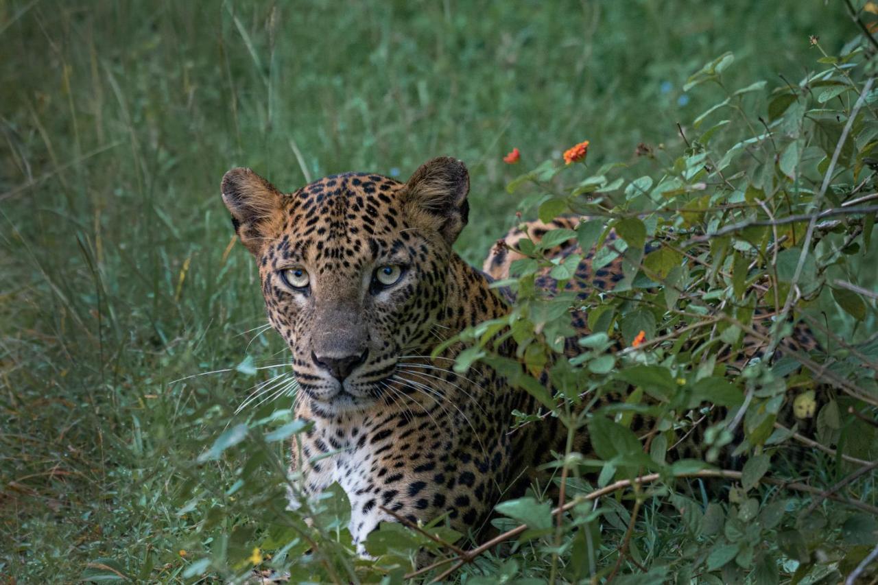 Funky Leopard Safari Lodge Bordering Yala National Park Kataragama Luaran gambar