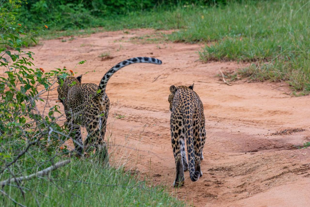 Funky Leopard Safari Lodge Bordering Yala National Park Kataragama Luaran gambar